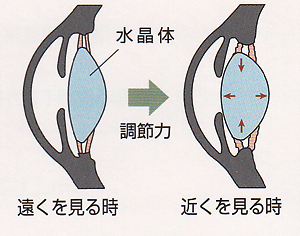 水晶体の調節